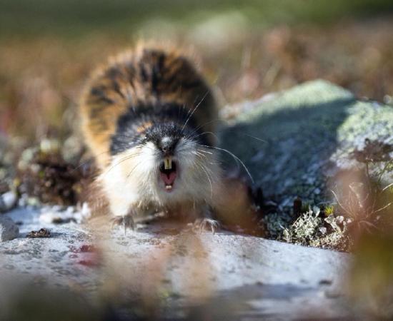 A modern-day lemming. Credit: Jon Anders Wiken / Adobe Stock