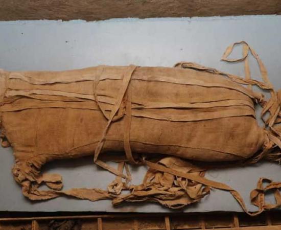 Mummified lion cub unearthed beneath the Saqqara necropolis. Credit: Ministry of Antiquities