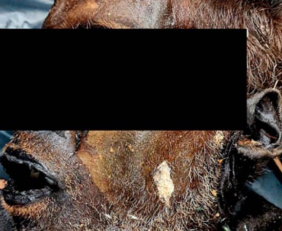 This man underwent complete mummification in just over 16 days.  His mummified corpse was found near a railway in Bulgaria leaving scientists perplexed about this quick natural mummification.   Source:  Mileva B, Tsranchev I, Georgieva M, et al. /CC-BY 4.0