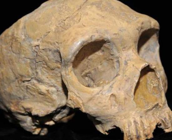 Prehistoric Indian Skull
