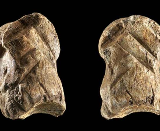 Engraved giant deer phalanx from a late Middle Palaeolithic context (layer 4.5) at Einhornhöhle, Lower Saxony, Germany.	