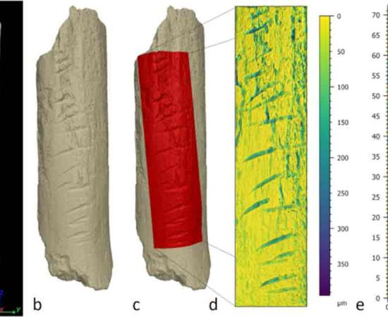 The Carved area of the Bone was completed deliberately by a Neanderthal, not as a byproduct of butchery or other practical applications. Source: Journal of Archaeological Science.