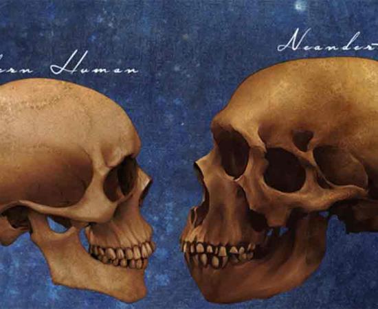 Neanderthals Archaic Extinct Human Skull Vs Modern Human Skull Comparison Art Study.	Source: Winters860/Adobe Stock
