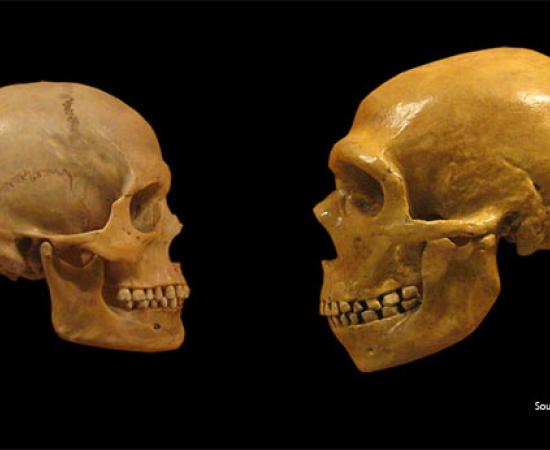 Neanderthals vs Homo Sapiens