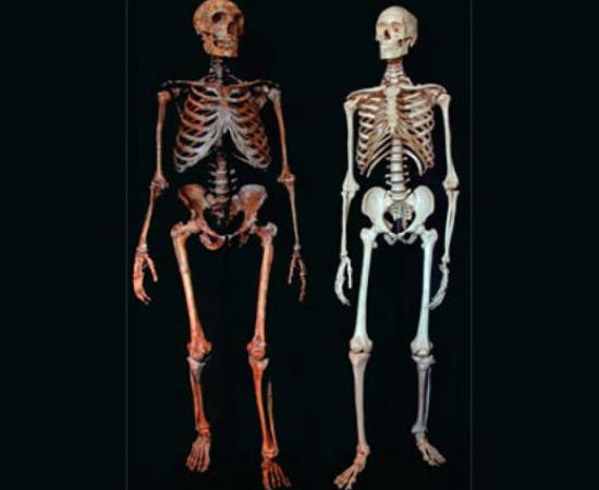 Neanderthal vs Human skeletons