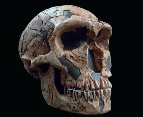 Neanderthals' Skull