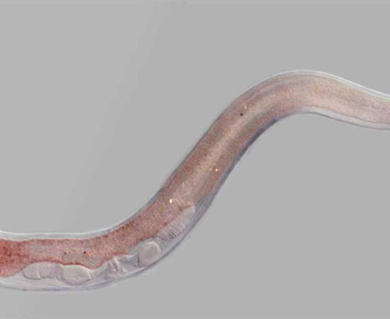 A species of nematode similar to the 46,000 year old worms that have been resuscitated. 	Source: Hussmann/Adobe Stock