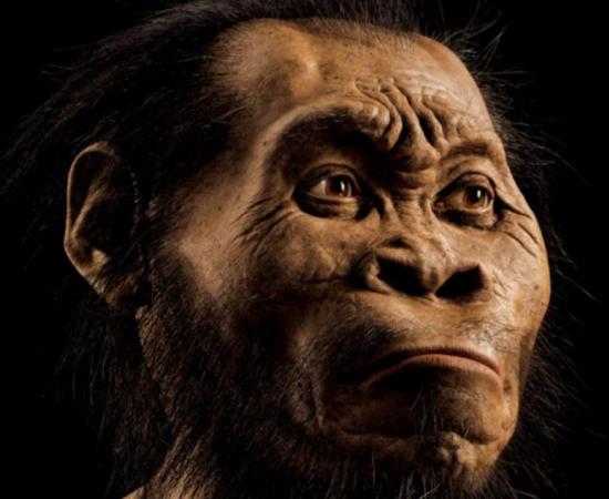 A reconstruction of Homo naledi’s head by paleoartist John Gurche, who spent some 700 hours recreating the head from bone scans. 
