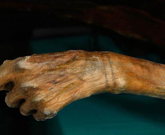 New tattoos on 5,300-year-old Otzi the Iceman mummy