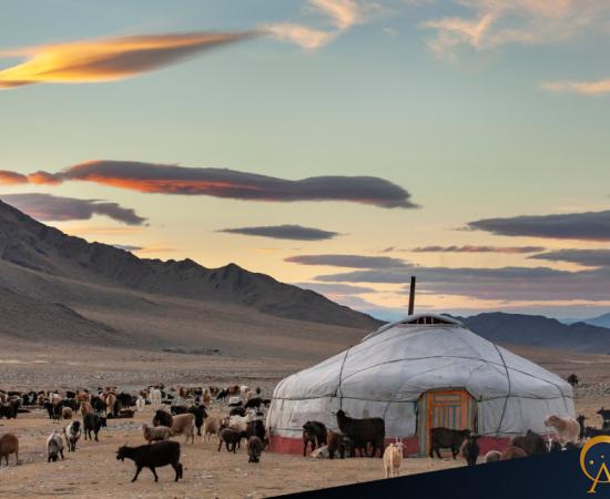 Goats surrounding a yurt in Mongolia.