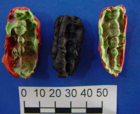 One of the chewing gums containing the oldest Scandinavian DNA from Huseby Klev with two plastelina casts for each side.