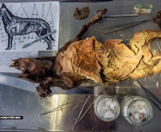 The 12,000-year-old remains of puppy were discovered perfectly intact sealed inside permafrost. 