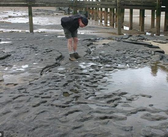 Oldest Footprints outside of Africa