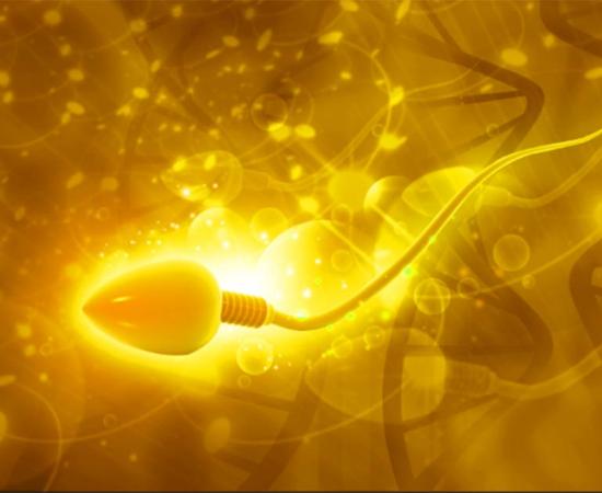 Scientists have found the world’s oldest sperm cells. Source: bluebay2014 /Adobe Stock