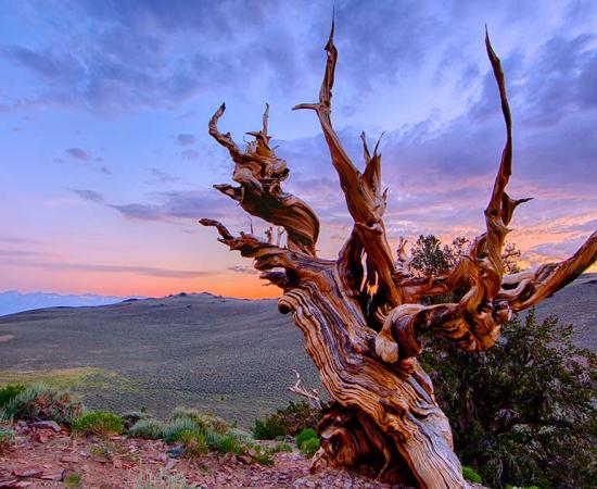 Methuselah is the oldest named individual tree on Earth and is located in the White Mountains of California. Source: Yen Chao / CC BY-ND 2.0