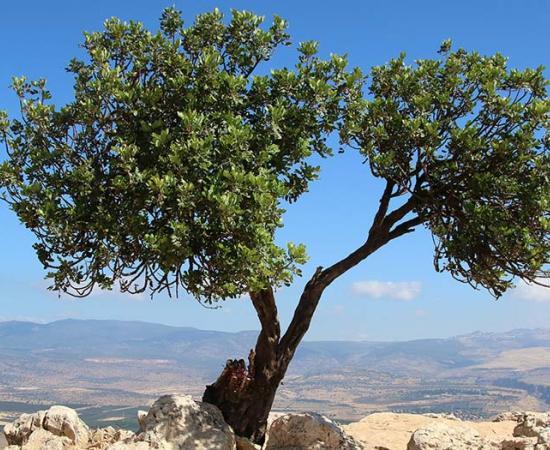 An olive tree in Israel. Image credit: Doreen/Adobe Stock