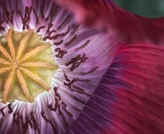 Did Ancient Swiss Farmers Genetically Modify Opium Poppies?