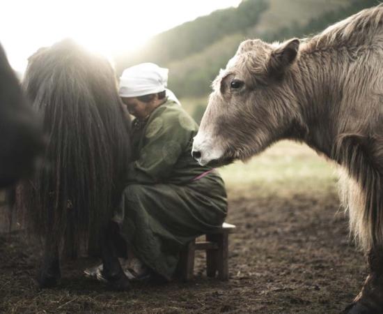 Waiting yak.’ A new study analyzing ancient Mongolian teeth may help explain the origins of lactose intolerance in humans. 