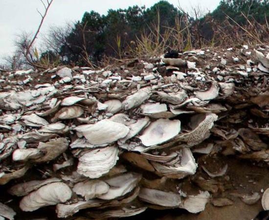 Thousands of years of oysters and oyster farming by the indigenous peoples of Chesapeake Bay lay hidden in this coastal oyster shell layer. A recent study on oyster farming by indigenous peoples in Australia and North America is supplying new insights for managing highly degraded modern oyster beds.	Source: Torben Rick / Smithsonian