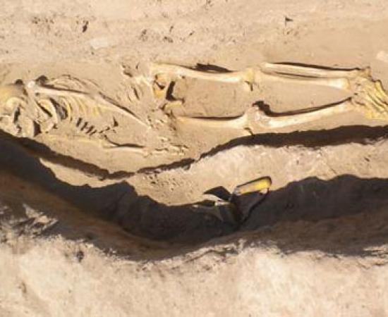 6200-year-old ancient parasite egg 