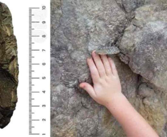 The photograph shows an in-situ bipoint biface found within the exposed and eroding paleosol on July 23th, 2017. 	Source: Darrin Lowrey/ Research Gate