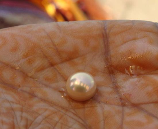 The world’s oldest pearl has been discovered at Marawah Island, United Arab Emirates. Source: Arundhati Chaudhuri / CC BY-SA 2.0.