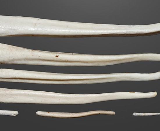 Brown bear penis bones. Source: Didier Descouens / CC BY-SA 4.0