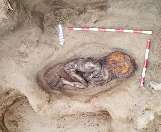 The well-preserved body of the elite Caral woman, including her headdress.