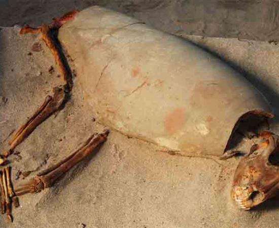 Ancient Red Sea Port May Have World’s Oldest Pet Cemetery