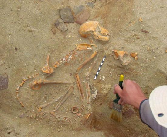 The full skeleton of one of the Indian pet monkeys found by Polish researchers in a pet cemetery in the ancient port of Berenice, Egypt.                        Source: Marta Osypińska / Science in Poland