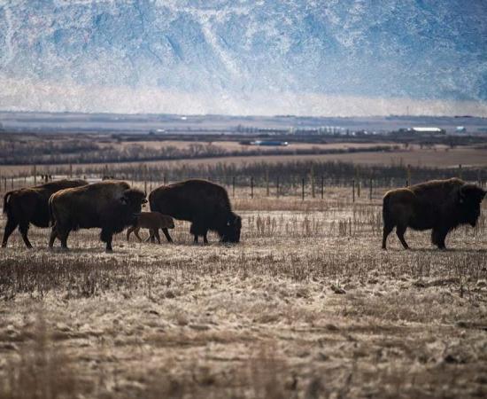 This composite photograph shows the bison herd with one of the newly discovered petroglyphs overlaid on the sky. Source: Wanuskewin Heritage Park