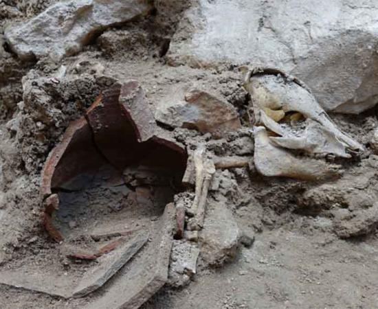 The “articulated” pig skeleton found in an ancient dig site just outside of Jerusalem, Israel, suggesting that pork was on the menu for some for a period of time in the First Temple period.		