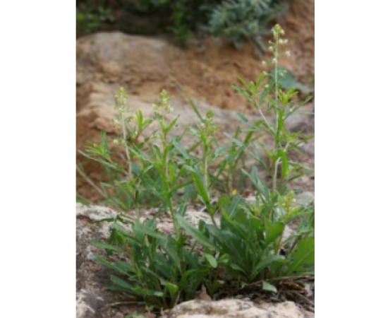 Gavdos - Ancient Plant used for Roman perfumes