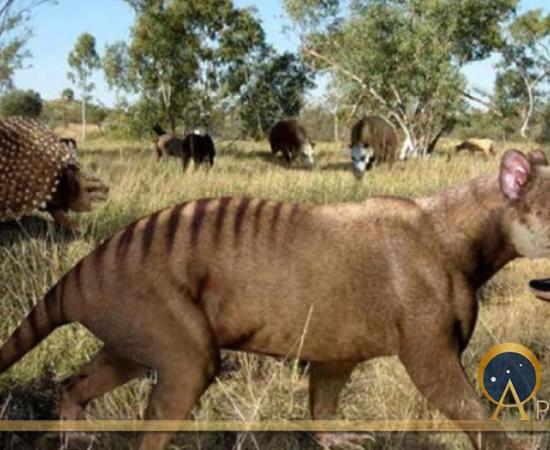Saber-toothed sparassodont †Thylacosmilus (with †Glyptodon and toxodonts in the background) (Public Domain)