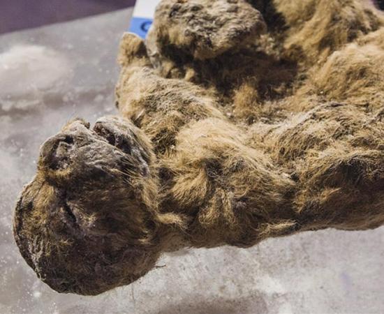 Yesterday in Yakutsk, the coldest city on Earth, the pre-historic specimens were revealed to the media in a permafrost cave, perhaps reminiscent of their natural habitat when they roamed Siberia.