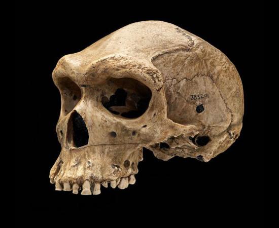 The Kabwe Skull with bullet-like hole. prehistoric skulls.	Source: Jim Di Loreto and Don Hurlbert / Smithsonian Institution