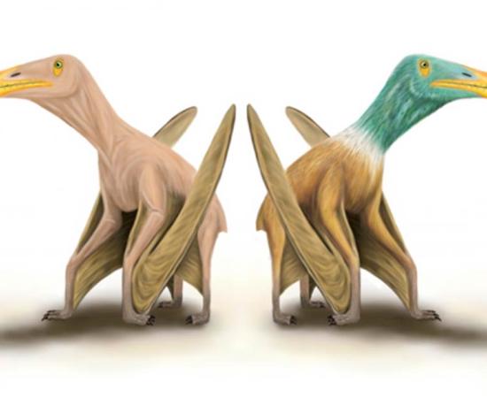 Battle Of The Pterosaurs! Britain vs China In Dinosaur Wrangle