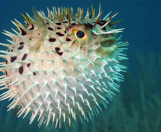 Pufferfish – also known as the blowfish or fugu. Source: ftlaudgirl / Adobe Stock.