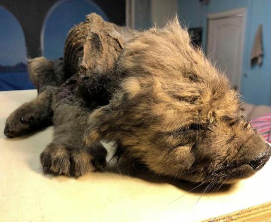 The scientists aren’t sure if the 18,000-year-old puppy is a wolf or a dog. Source: Sergey Fedorov 