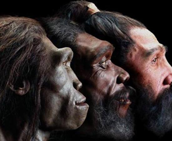 Image of reconstructed faces of three early humans in profile view. 