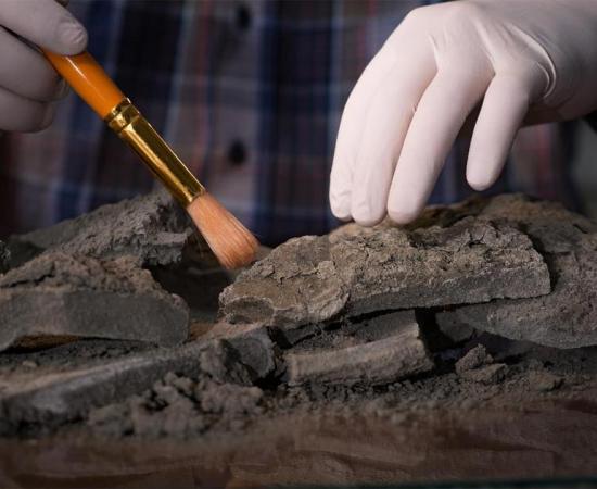 Radiocarbon dating needs fine-tuning if scientists and archaeologists want a more accurate historical timeline. Source: Elnur /Adobe Stock
