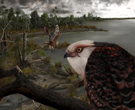 Eagle Raptors were the alpha hunters of Australia 25-million-years-ago. 	Source: © Jacob Blokland / Flinders University