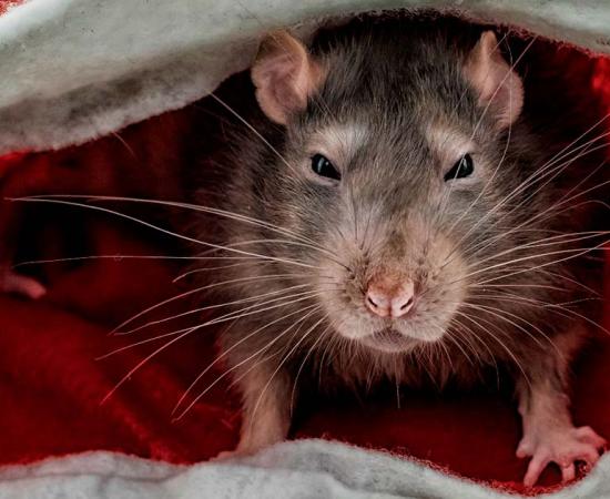 A fierce rat. Source: Kai Beercrafter / Adobe Stock