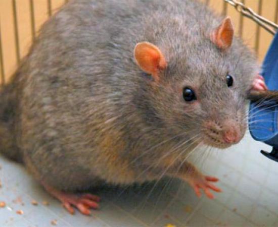 Easter Island's main diet: Rats