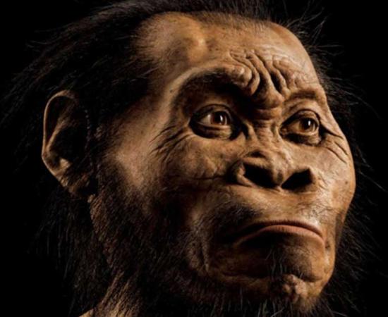 A reconstruction of Homo naledi’s head by paleoartist John Gurche, who spent some 700 hours recreating the head from bone scans.
