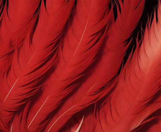 Red feathers. Source: Thewonderalice / Adobe Stock.