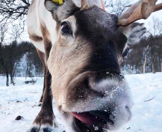 When reindeer ruminate, aka chew, they are actually catching up on their sleep, claims new study. Source: Leo Rescia / Current Biology / Furrer et al.
