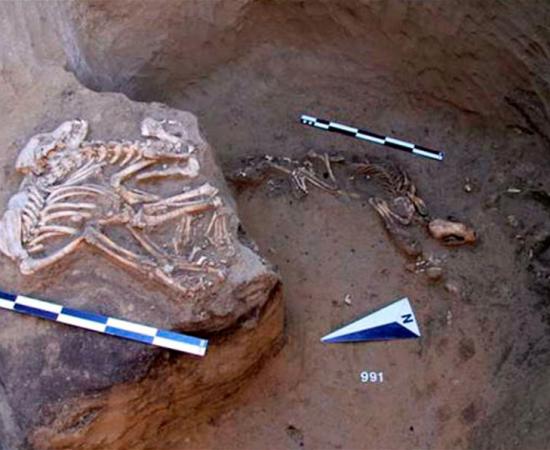 Harder to explain for the archeologists were the remains of animals in the pits. 