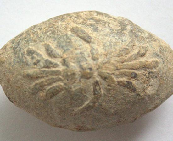 A roman lead sling bullet with a relief of what appears to be an insect or spider 
