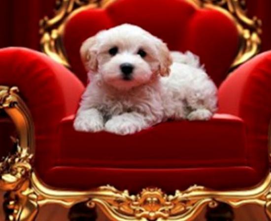 Royal dogs in the ancient Forbidden City of China